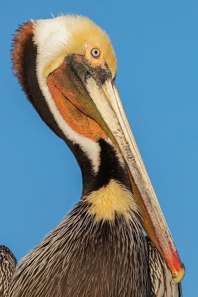 Archer, Ken 아티스트의 Brown pelican작품입니다.